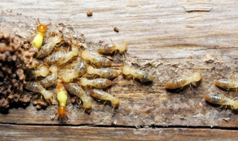 once-a-year termite check