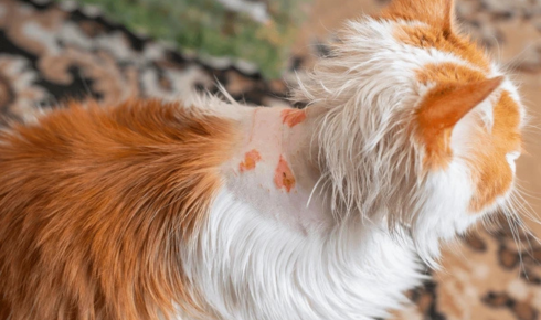 scratches, spills and fur