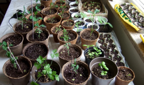 starting with small plants (seedlings)